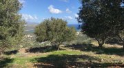 Kalo Chorio MIT VIDEO: Kreta, Kalo Chorio: Großes ländliches Baugrundstück mit Meerblick zu verkaufen Grundstück kaufen